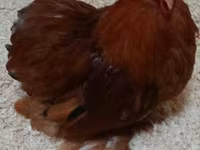 Pekin Bantam — 1. fotó