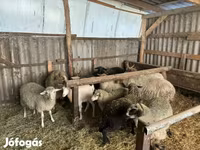 Carnero, Merino sheep — foto 2