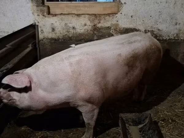 मादा सूअर, 