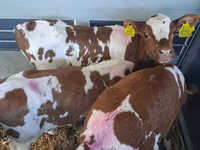 Touro, Simmental cattle — foto 1
