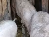 Disznók (tétel, nem megadva), Sertések — 2. fotó