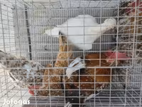 Bantam japonesa — foto 2