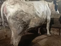 Tehén, Simmental cattle — 3. fotó