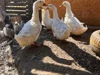 Ducks — photo 2