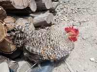 Chickens — photo 7