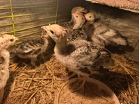 Turkeys — photo 5