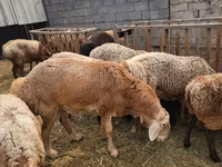 Bélier, Arashan sheep — photo 2