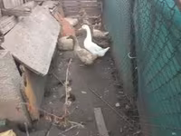 Geese — zdjęcie 2