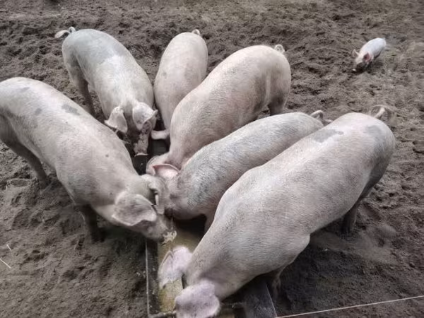 Prasata (šarže, pohlaví neuvedeno), Prasata — Maďarsko