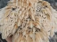 Quails — फ़ोटो 2