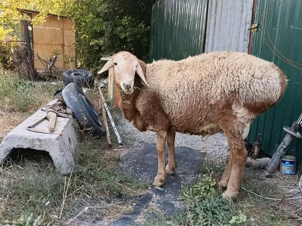 Widder, Rhon sheep