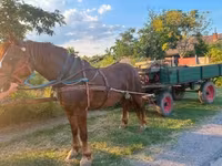 公马, Horses — 照片 3