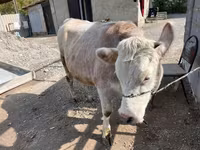 Krowa, Simmental cattle — zdjęcie 2