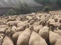 母羊, Merino sheep — 照片 2