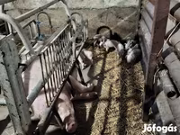 母猪, Pigs — 照片 3