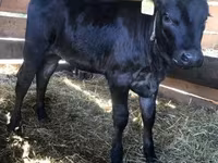 Vaca, Vaca Limousin — foto 1