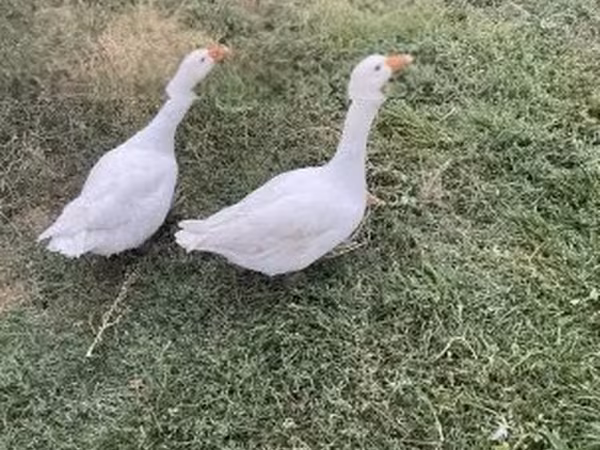 Geese