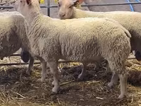 Baran, Charollais sheep — zdjęcie 4