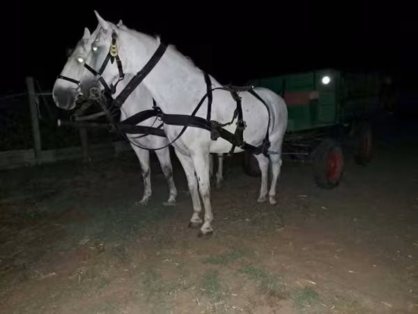 Cavalo, Cavalos