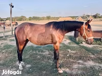 Caballo, Kisber felver — foto 3