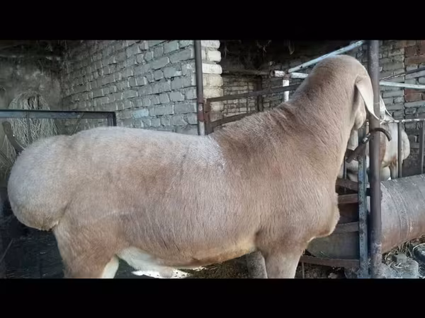 Ram, Sheep