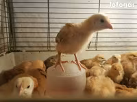 Chickens — Foto 5