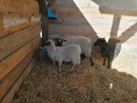 Ovelha, Racka sheep — foto 4