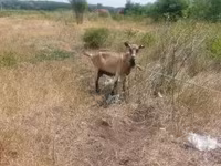 Kecskék (tétel, nem megadva), Kecskék — 2. fotó