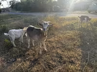 母山羊, Goats — 照片 4