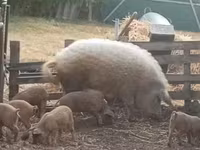 मादा सूअर, Мангалица — फ़ोटो 1