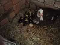 Ducks — zdjęcie 4