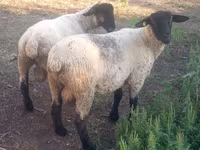 Carnero, White Suffolk sheep — foto 2