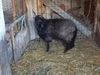 Sheep, Racka sheep — photo 4