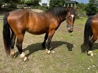 فرس, Međimurje horse — الصورة 5