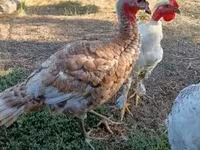 Turkeys — foto 1