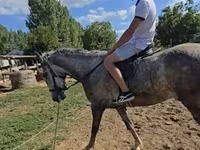 公马, Lipizzaner — 照片 4