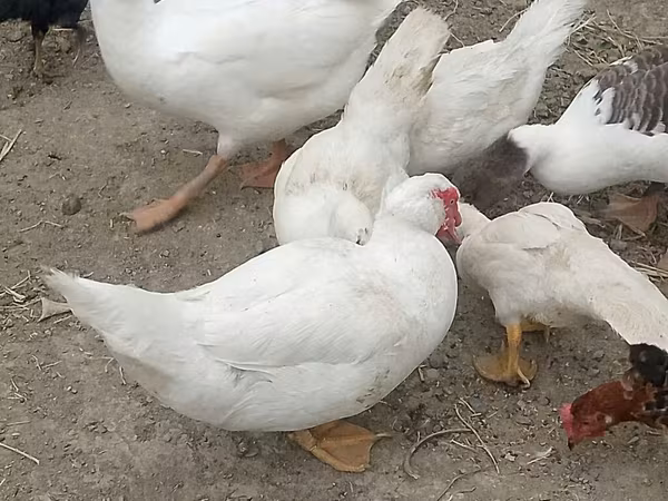 Ducks