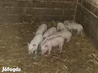 Sow, Вьетнамская вислобрюхая — photo 2