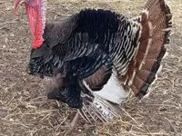 Turkeys — Foto 2