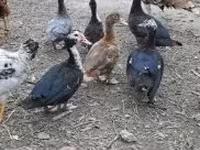 Ducks — zdjęcie 2