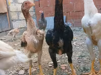 Chickens — 照片 6