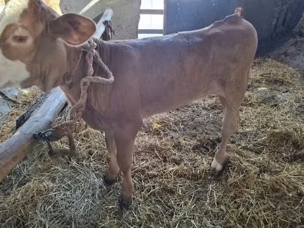 母牛, Cattle