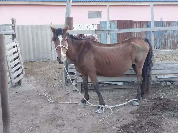 Kanca, Kazakh horse
