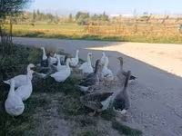 Geese — 4. fotó