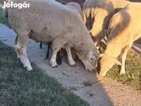 Widder, Ile-de-France sheep — Foto 5