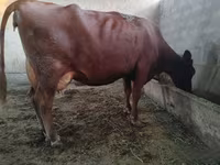 Tehén, Red Estonian cattle — 1. fotó