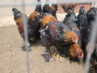براهما — الصورة 4