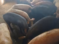 Boar, Pigs — photo 3
