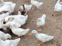 Niemiecki Pekin — zdjęcie 2