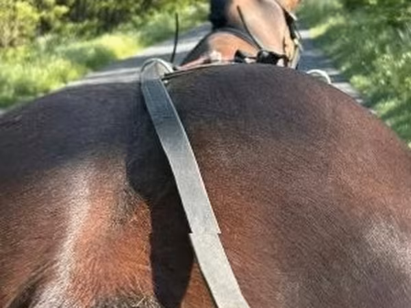 公马, Horses